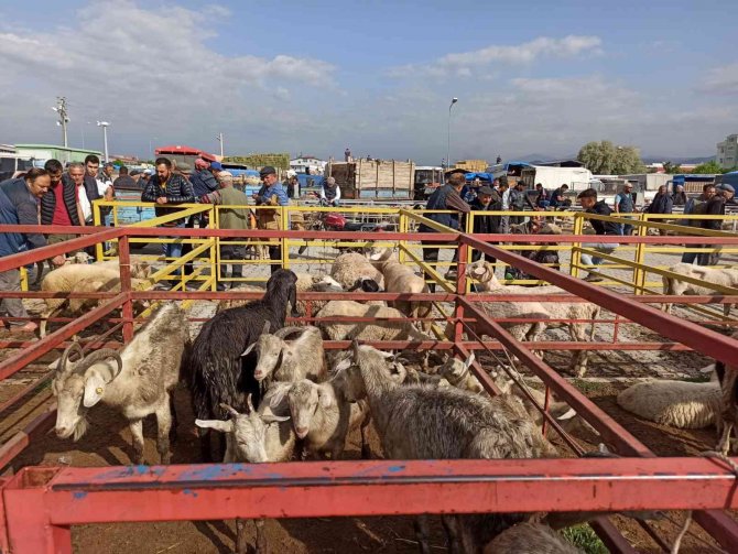 Kurban Bayramı’nın Yaklaşması İle Küçükbaş Hayvan Pazarında Hareketlilik Başladı