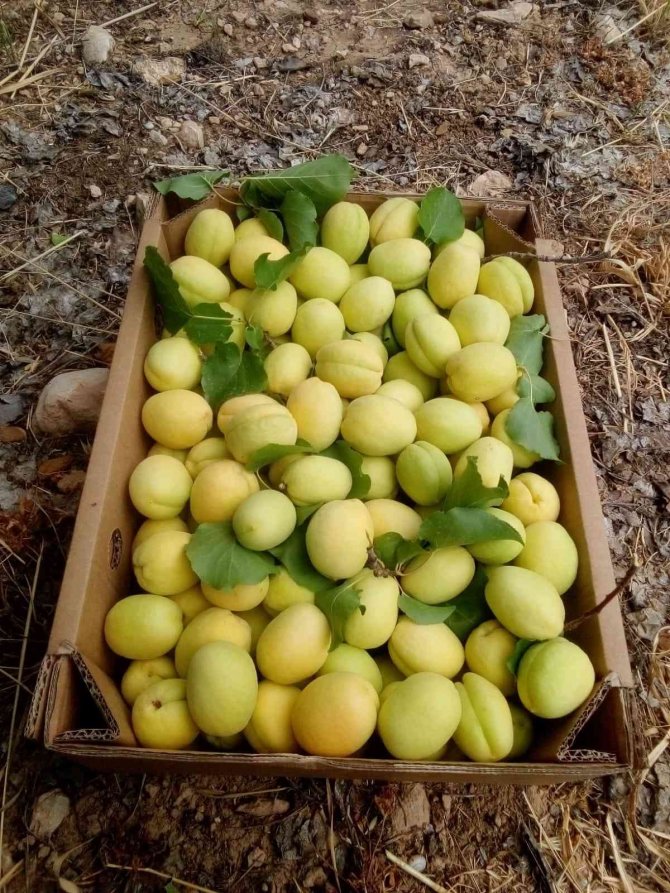 Malatya’nın Turfanda Kayısısı Pazarda