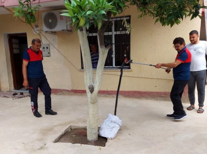Osmaniye’de Eve Giren Yılanı İtfaiye Yakaladı