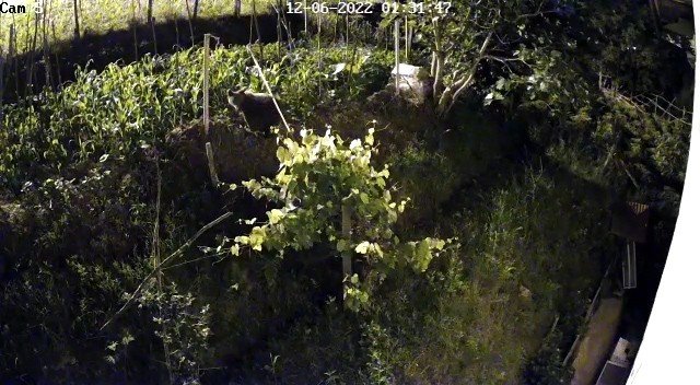 Bahçeye Ekilen Ürünlere Zarar Veren Ayı Kameralara Yakalandı