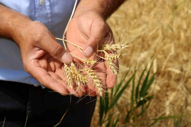 Başkan Çetindağ: “700 Ve 800 Bin Arasında Bir Rekolte Bekliyoruz”