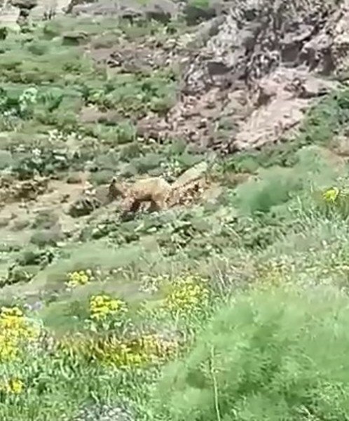 Vatandaşın Ayıya Söyledikleri Gülümsetti