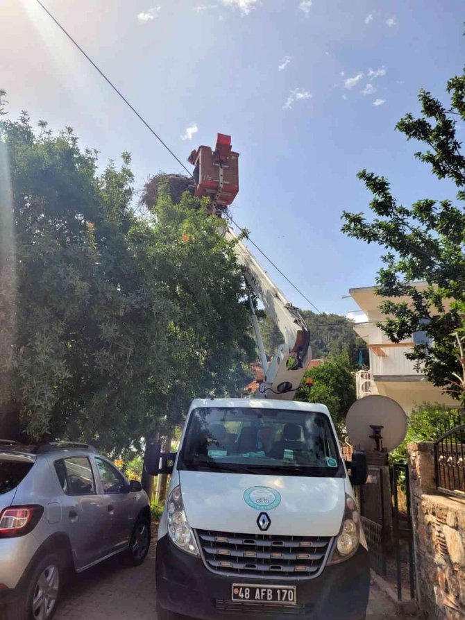 Hayvan Sever Muhtar Leylek Yuvalarını Temizletti