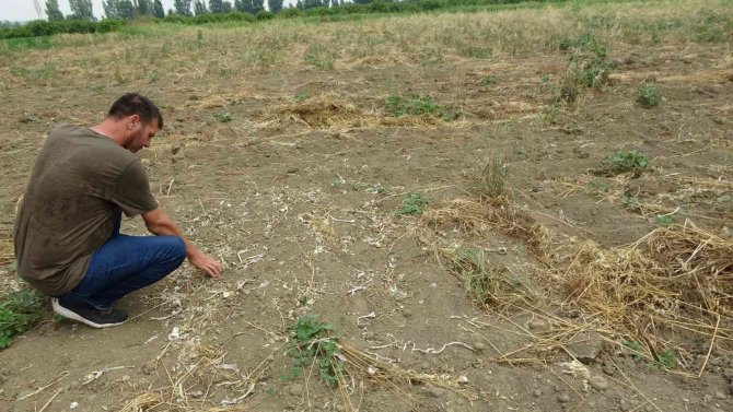 Tarladaki 10 Ton Sarımsağı Çaldılar