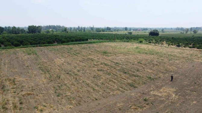 Tarladaki 10 Ton Sarımsağı Çaldılar