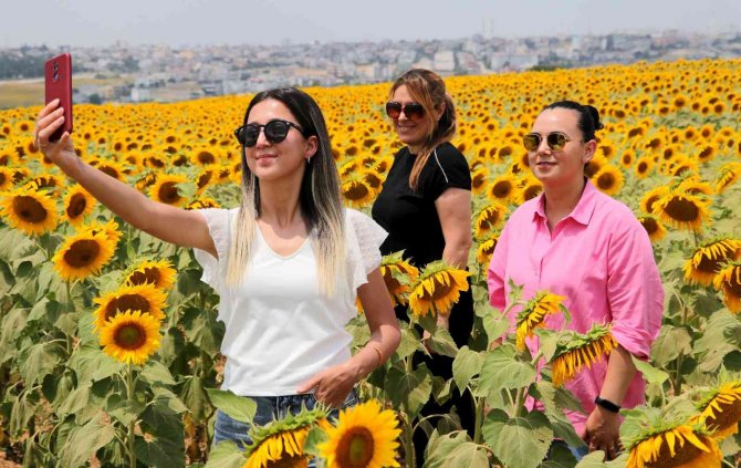 Ayçiçeği Üreticisi Yağmur Bekliyor