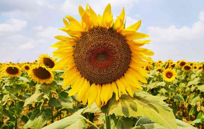 Ayçiçeği Üreticisi Yağmur Bekliyor