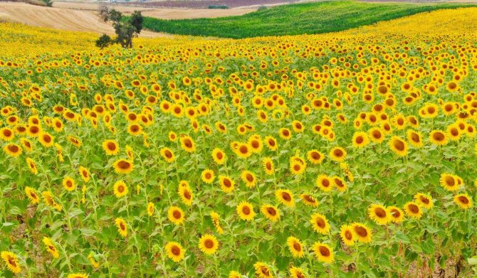 Ayçiçeği Üreticisi Yağmur Bekliyor