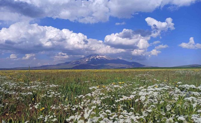Çiçeklerle Renklenen Sütey Yaylası Ve Süphan Dağı’ndan Hayranlık Uyandıran Manzaralar
