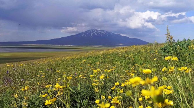 Çiçeklerle Renklenen Sütey Yaylası Ve Süphan Dağı’ndan Hayranlık Uyandıran Manzaralar