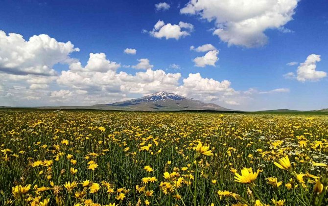 Çiçeklerle Renklenen Sütey Yaylası Ve Süphan Dağı’ndan Hayranlık Uyandıran Manzaralar