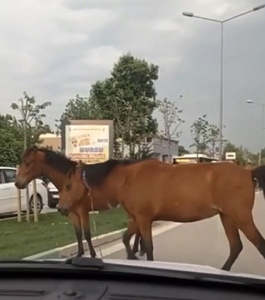 Bursa’da Başıboş Atlar Yollarda Cirit Atıyor