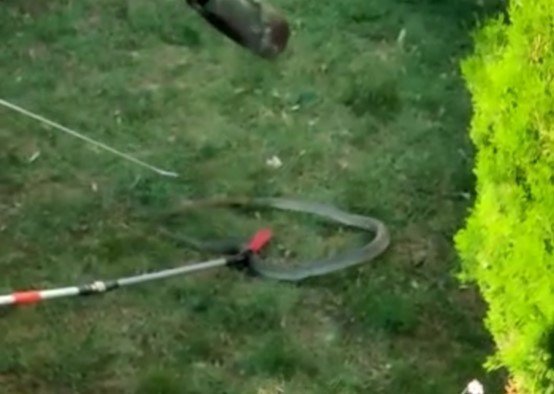 Bursa’da Site Bahçesinde 1.5 Metre Boyunda Yılan Yakalandı