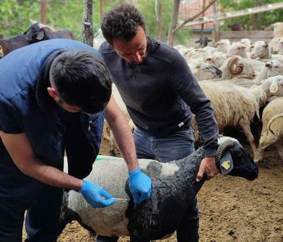 Domaniç’te Küçükbaş Hayvanlara Veba Ve Brucella Aşısı İle Küpeleme Uygulaması