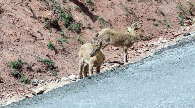 Erzincan - İ̇liç Yolunda Yaban Keçileri Yol Kenarına İndi