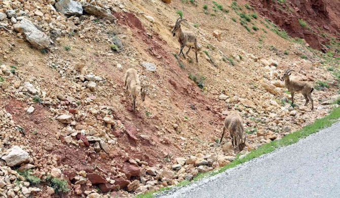 Erzincan - İ̇liç Yolunda Yaban Keçileri Yol Kenarına İndi
