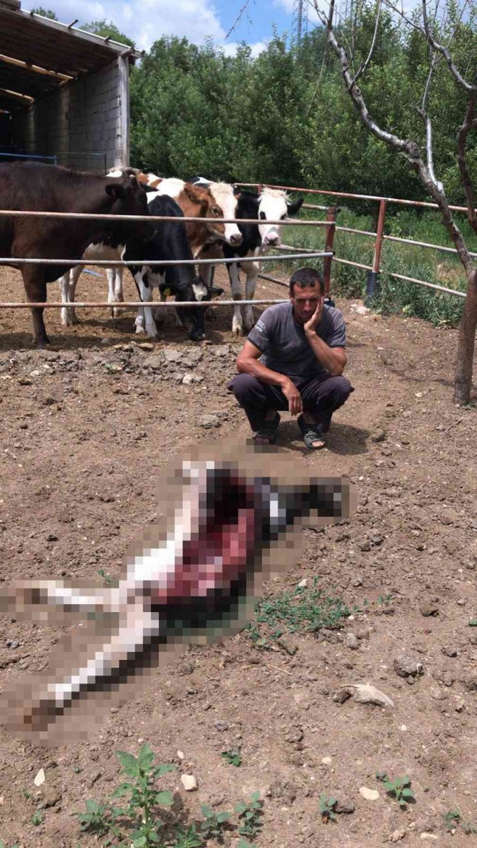 Karaman’da Ahıra Giren Kurtlar Buzağıyı Yedi