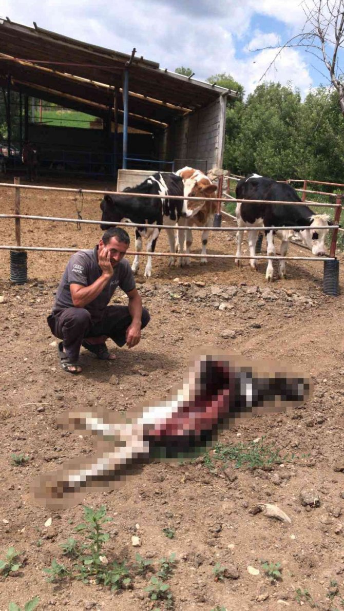 Karaman’da Ahıra Giren Kurtlar Buzağıyı Yedi