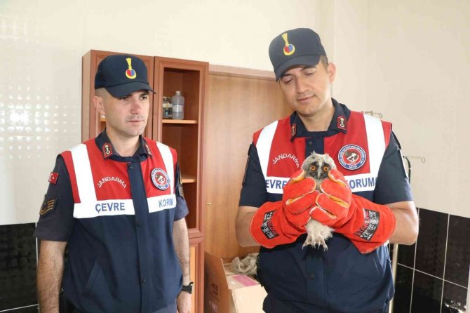 Jandarma Haydi̇ Timlerinden Yavru Baykuşa Şefkat Eli