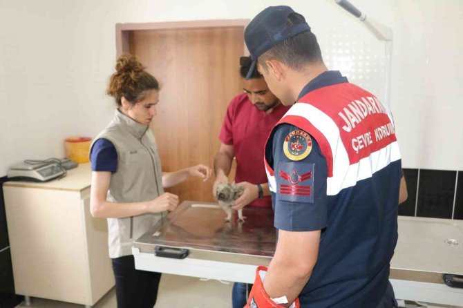 Jandarma Haydi̇ Timlerinden Yavru Baykuşa Şefkat Eli