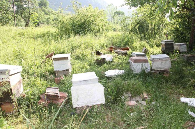 Kastamonu’da Bozayı, Arı Kovanını Parçalayıp Balları Yedi