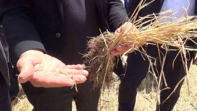 Yüksek Düzeyde Rekolte Bekleniyordu, Tamamı Zarar Gördü: Çiftçilere Destek Yolda