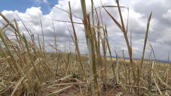 Yüksek Düzeyde Rekolte Bekleniyordu, Tamamı Zarar Gördü: Çiftçilere Destek Yolda