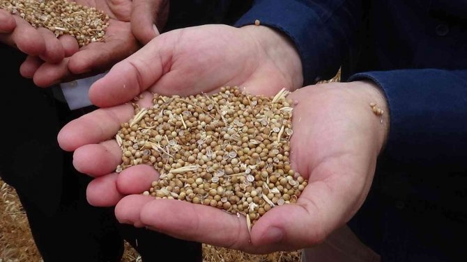 Kilis’te Kişniş Hasadı Başladı