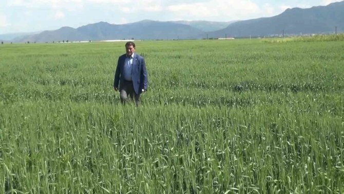 Muş’ta Çiftçiler Arpa Ve Buğday Veriminde Yüzde 75 Artış Bekliyor