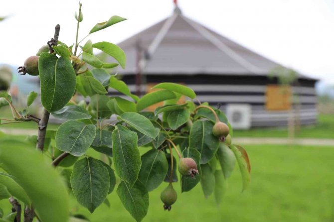 Melet Meyve Bahçesine Dönüştü