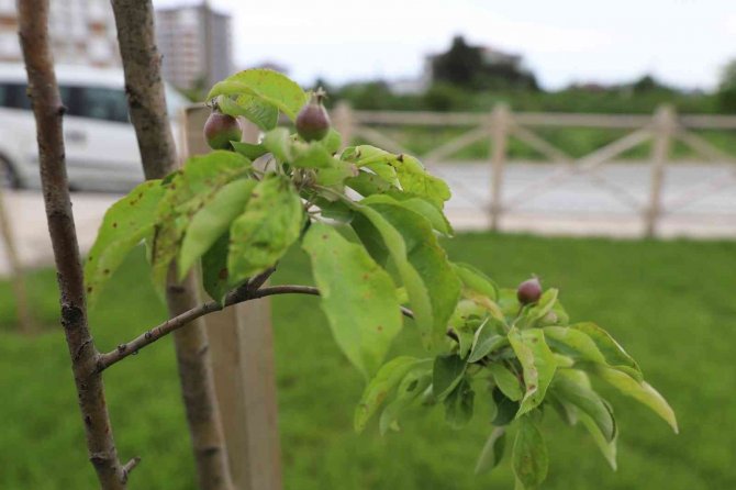 Melet Meyve Bahçesine Dönüştü