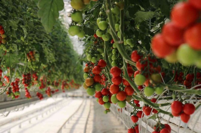 Yılda 1250 Ton Domates Üretimi Hedeflenen Merkez Dünya Piyasasına Açılacak