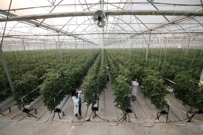 Yılda 1250 Ton Domates Üretimi Hedeflenen Merkez Dünya Piyasasına Açılacak