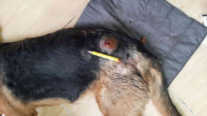 Sultan İsimli Köpeği Plastik Uyuşturucu İle Vurdular