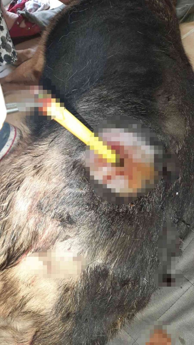 Sultan İsimli Köpeği Plastik Uyuşturucu İle Vurdular