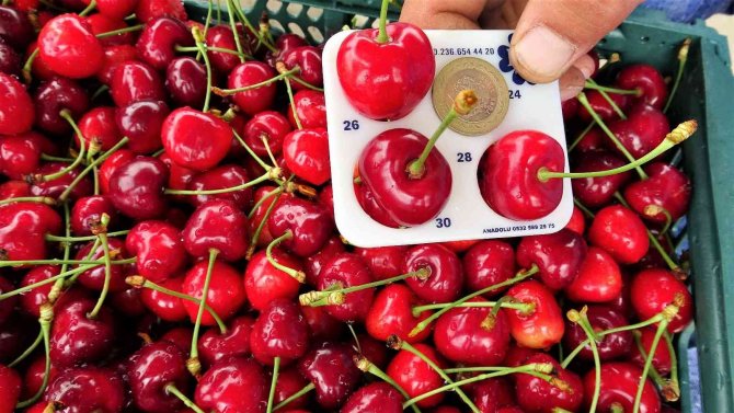 Tokat’tan Hindistan’a Kiraz İhracatı