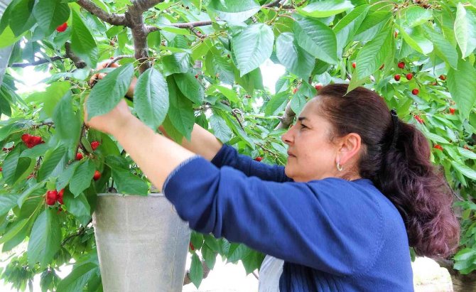 Tokat’tan Hindistan’a Kiraz İhracatı