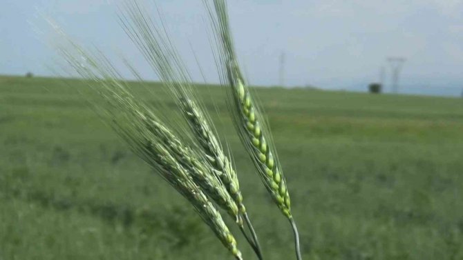 Muş’ta Çiftçiler Arpa Ve Buğday Veriminde Yüzde 75 Artış Bekliyor