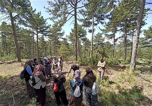 Altıntaş Ormanlarında Gençlik Bakım Çalışması