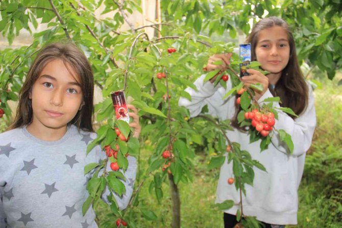 Hbx Ar-ge Kirazı Çekirdeği Ve Sapıyla Birlikte İnceledi, Nörodejenetif Hastalıklarda Kullanılabileceğini Açıkladı