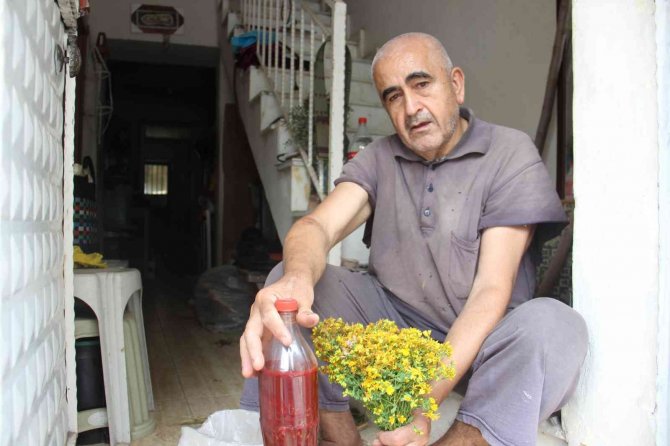 Aydın’da, Asırlık Gelenekle Kantaron Yağı Yapım Sezonu Başladı