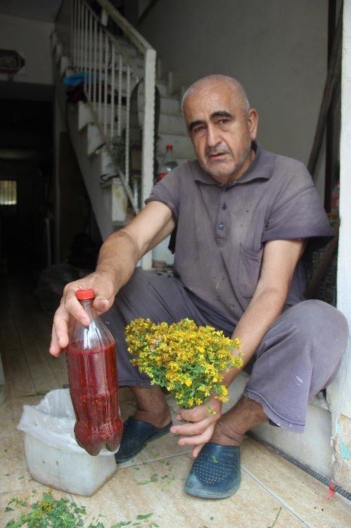 Aydın’da, Asırlık Gelenekle Kantaron Yağı Yapım Sezonu Başladı