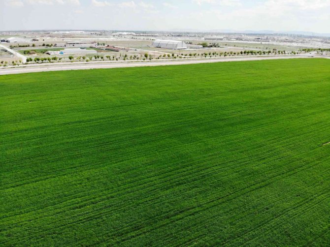 Konya’da Yağışlar Rekolteyi Arttırıyor