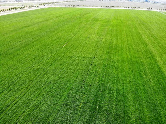 Konya’da Yağışlar Rekolteyi Arttırıyor