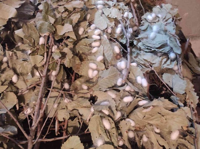 Batman’da İpek Böceği Besicilerinin Koza Hasadı Başladı