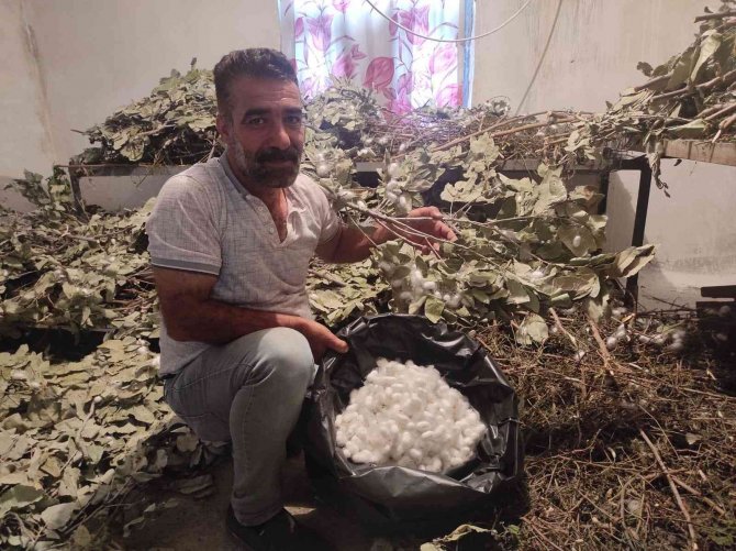Batman’da İpek Böceği Besicilerinin Koza Hasadı Başladı