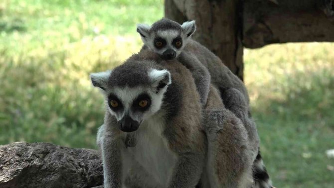 Lemur Ailesine Katılan 6 Yavru Annesinin Sırtından İnmedi