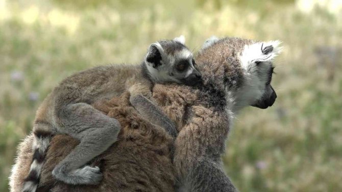Lemur Ailesine Katılan 6 Yavru Annesinin Sırtından İnmedi