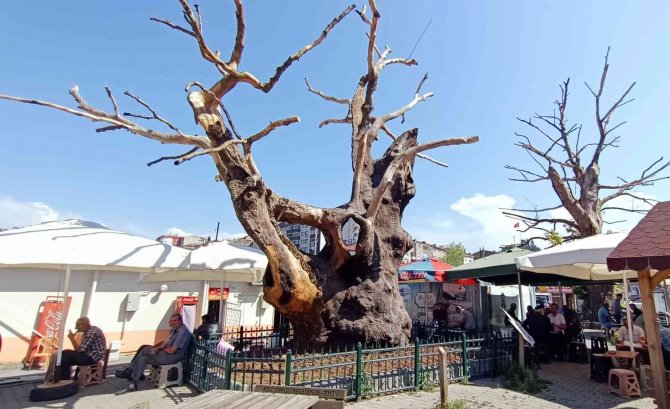 570 Yıllık Tarihi Çınarlar Betonlaşma Nedeniyle Kurudu