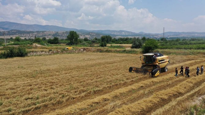 Pamukkale Belediyesi İlk Buğday Hasadını Gerçekleştirdi